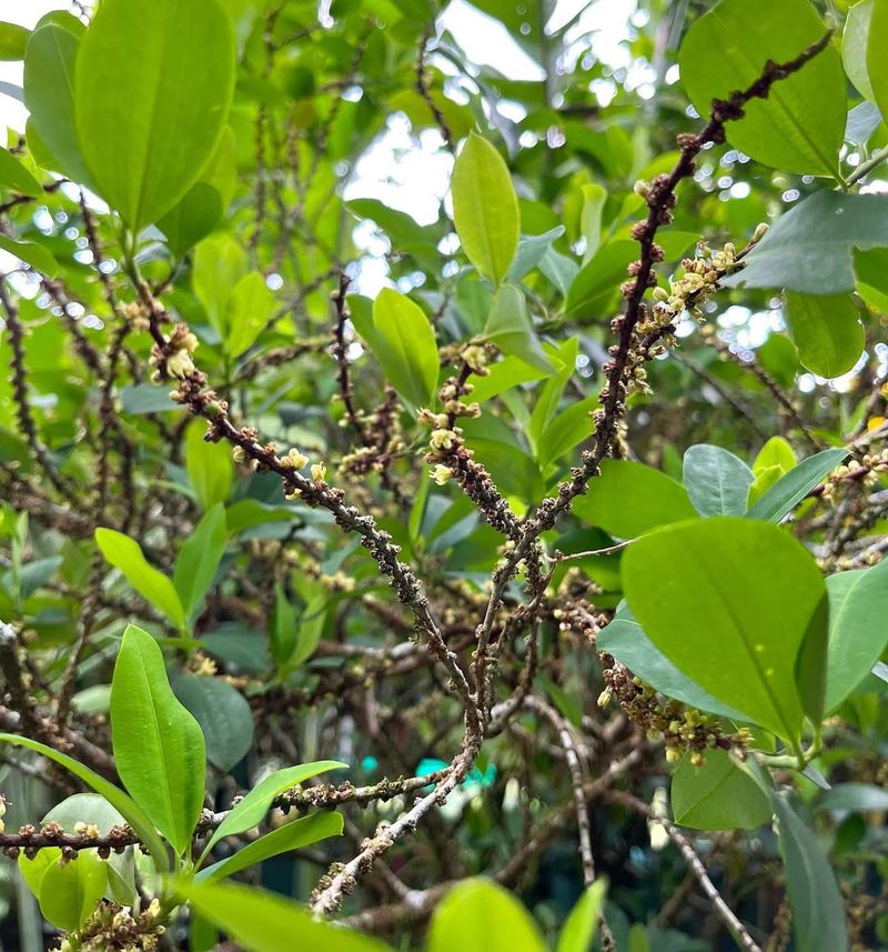 Coca — Erythroxylum Coca