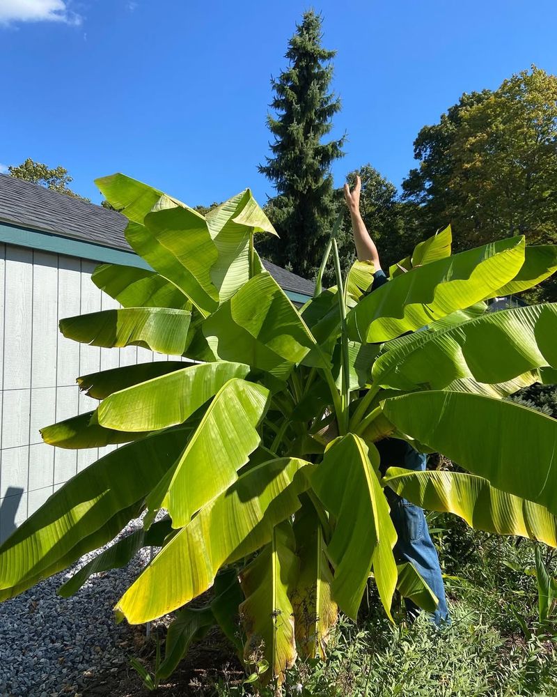 Hardy Banana Plants