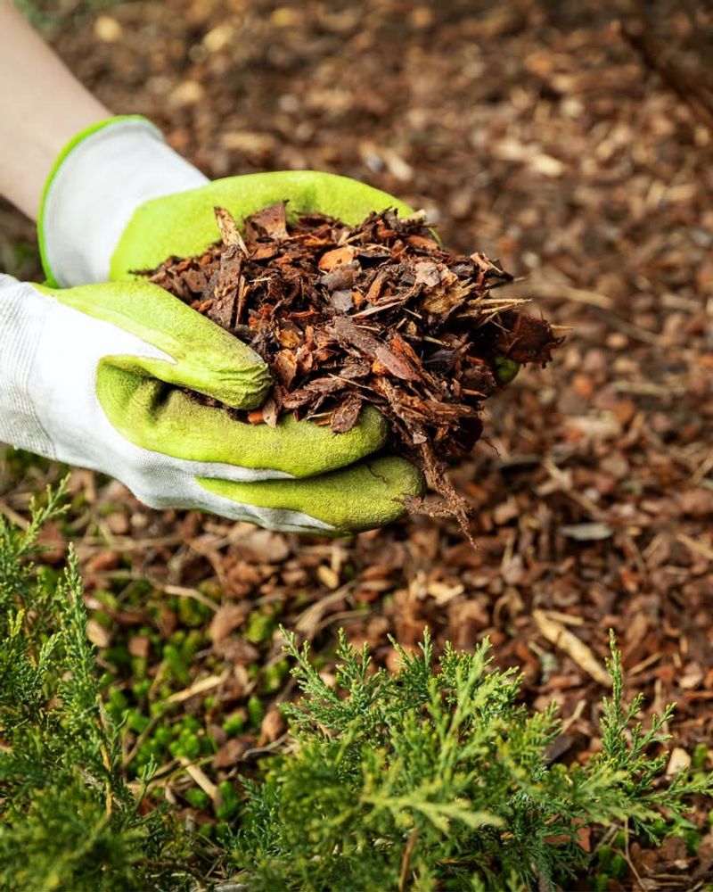 Different Leaves Offer Different Benefits