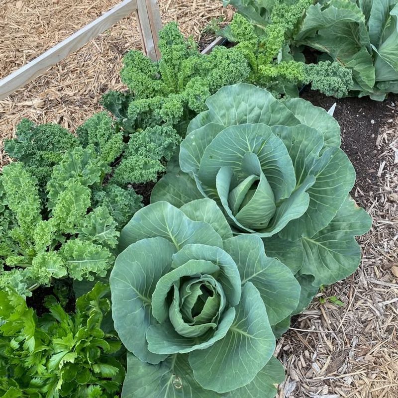 Weed Pressure Decreases Over Time