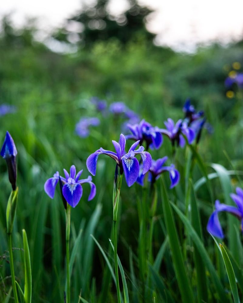 Blue Flag Iris