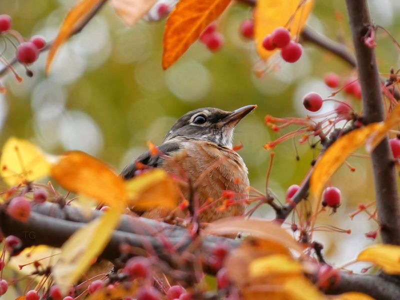 Robins Signal Spring Renewal