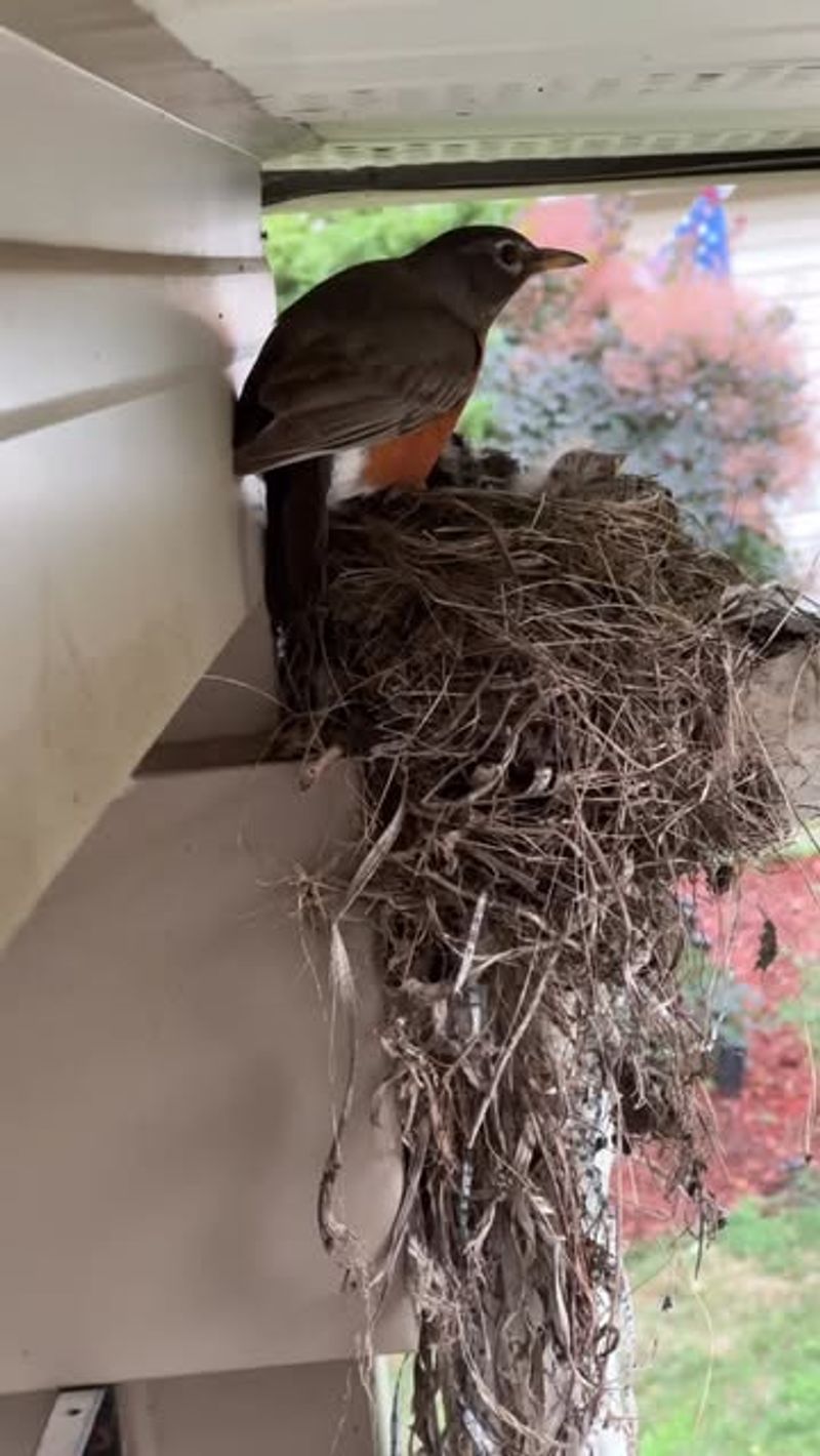 Robins Announcing New Beginnings