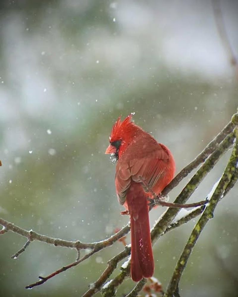 Short Daylight Hours Limit Foraging Time