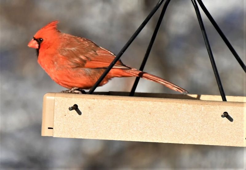 Increased Feeder Popularity Among Homeowners Creates More Feeding Stations