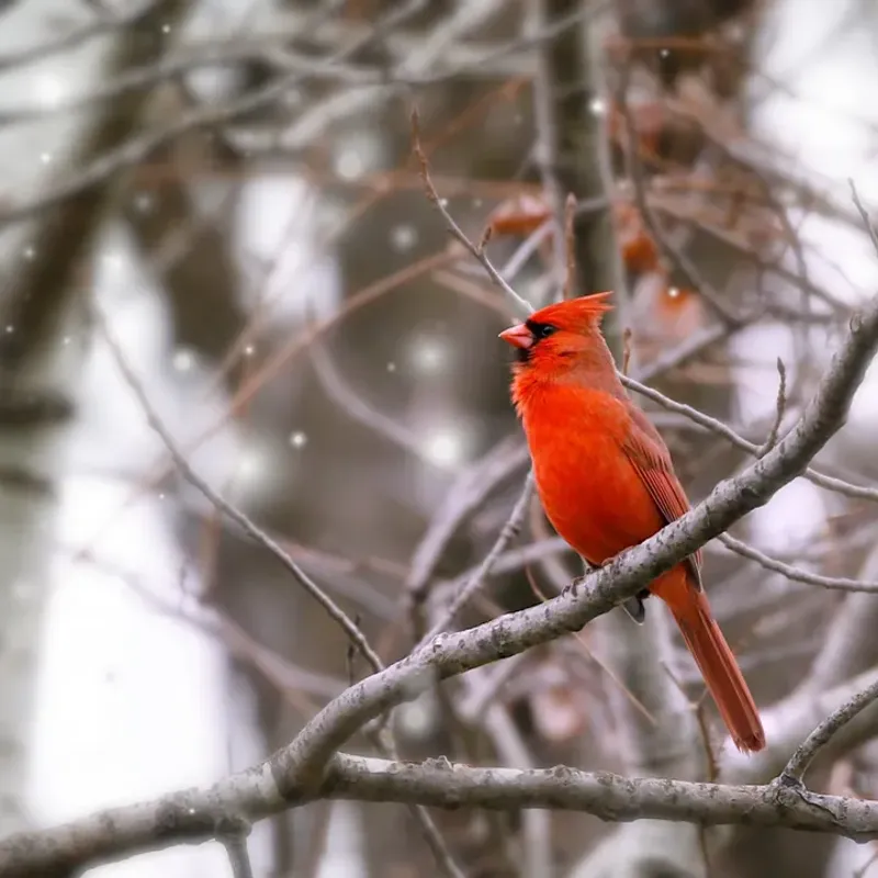 Bare Trees Make Cardinals Easier To Spot