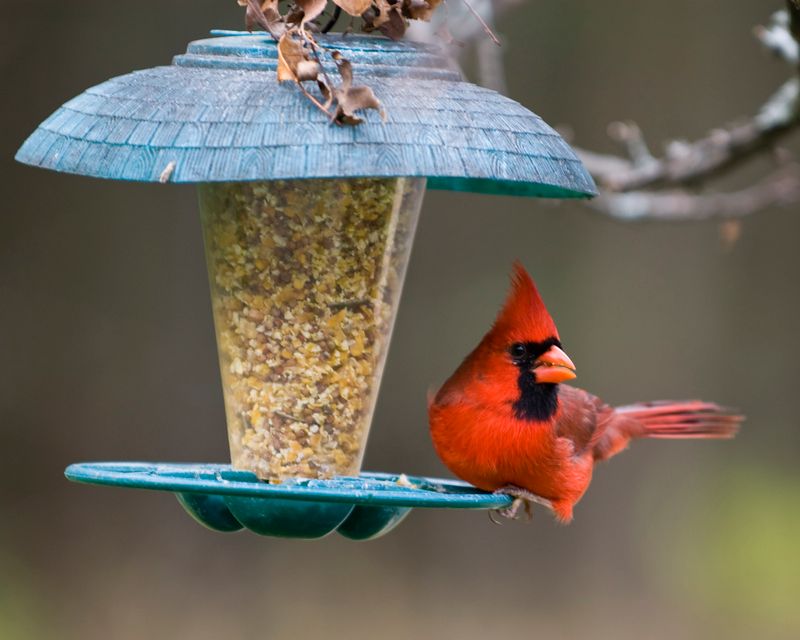 Shorter Days Mean Less Time To Find Food