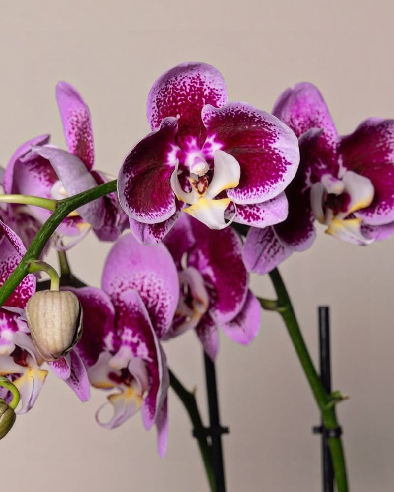 Orchids
