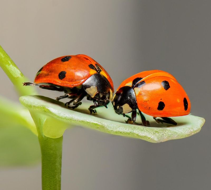 Beneficial Insect Habitats