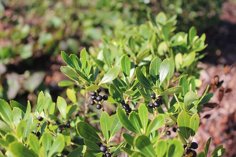 Inkberry Holly