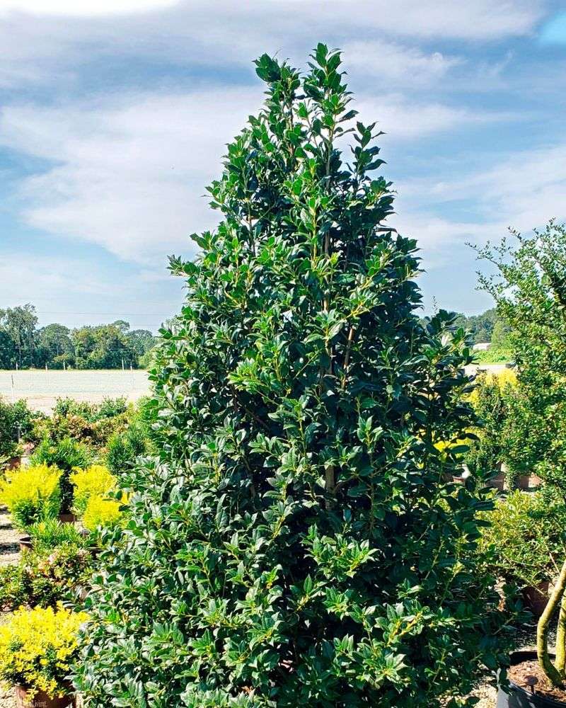 Nellie Stevens Holly