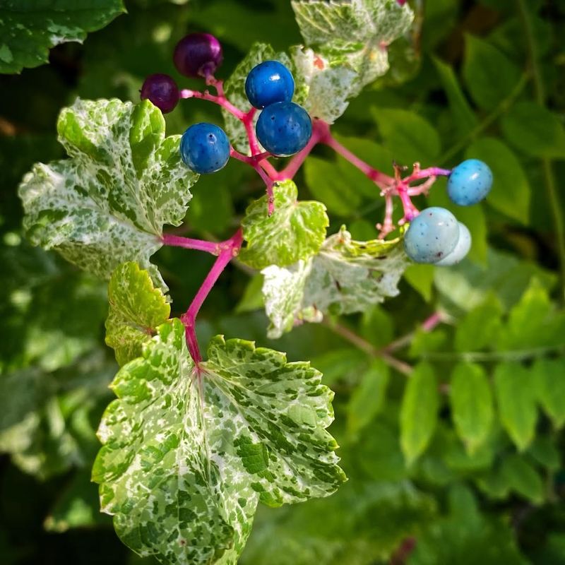 Variegated Porcelain Berry Offers Colorful Fruit In Shaded Spaces