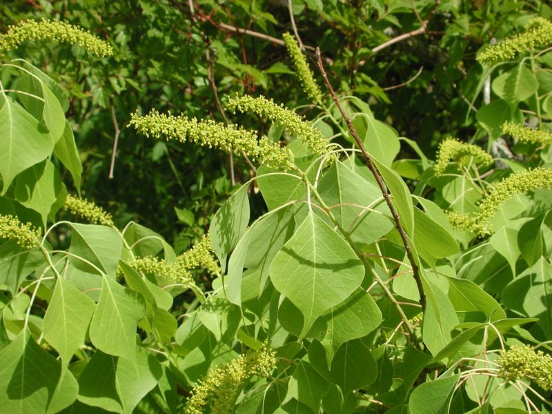 Chinese Tallow Tree (Triadica Sebifera)