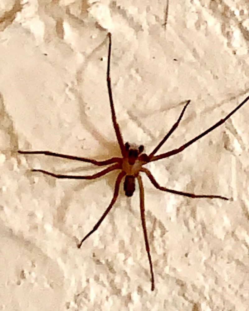 Brown Recluse Spiders
