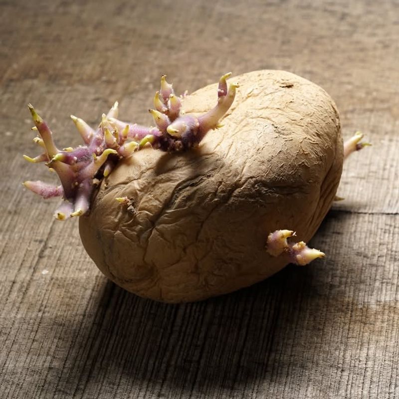 Potato Eyes Can Become Full Plants