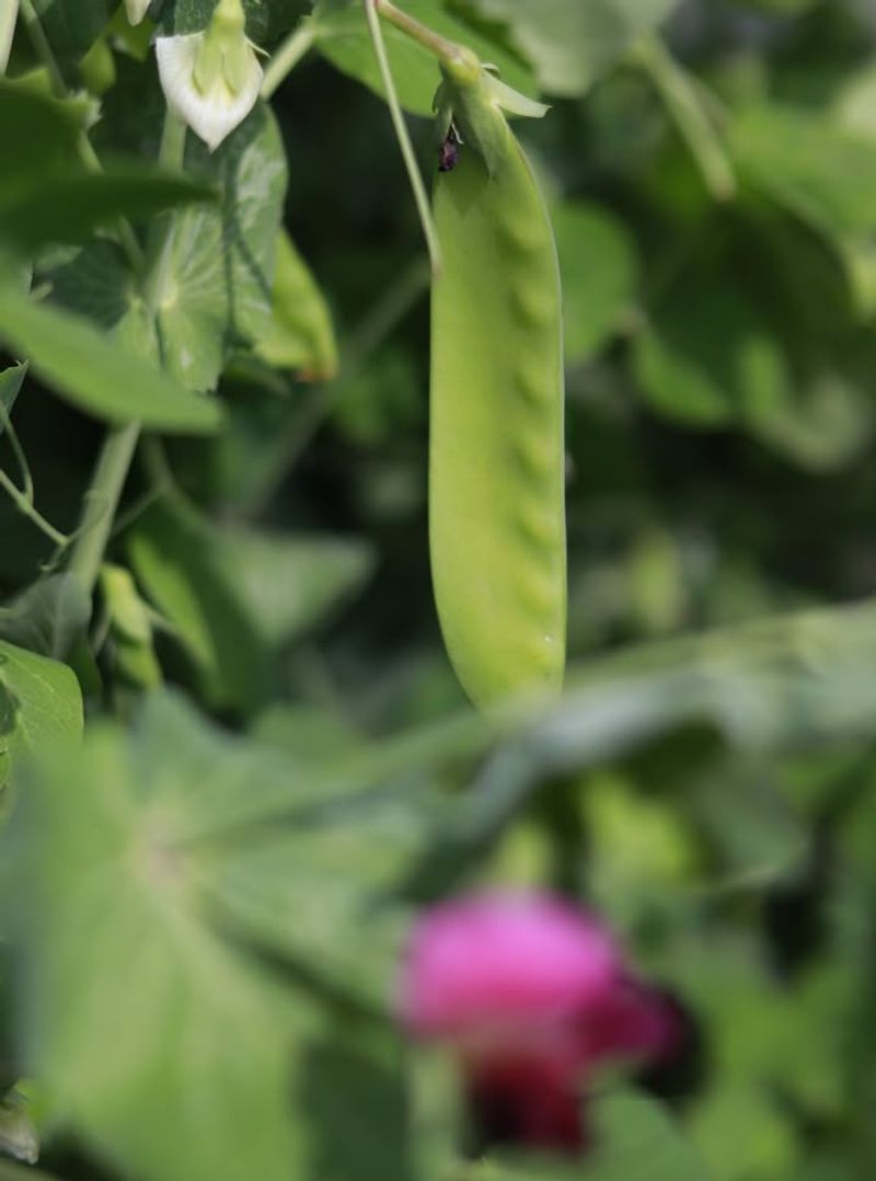 Snap Peas