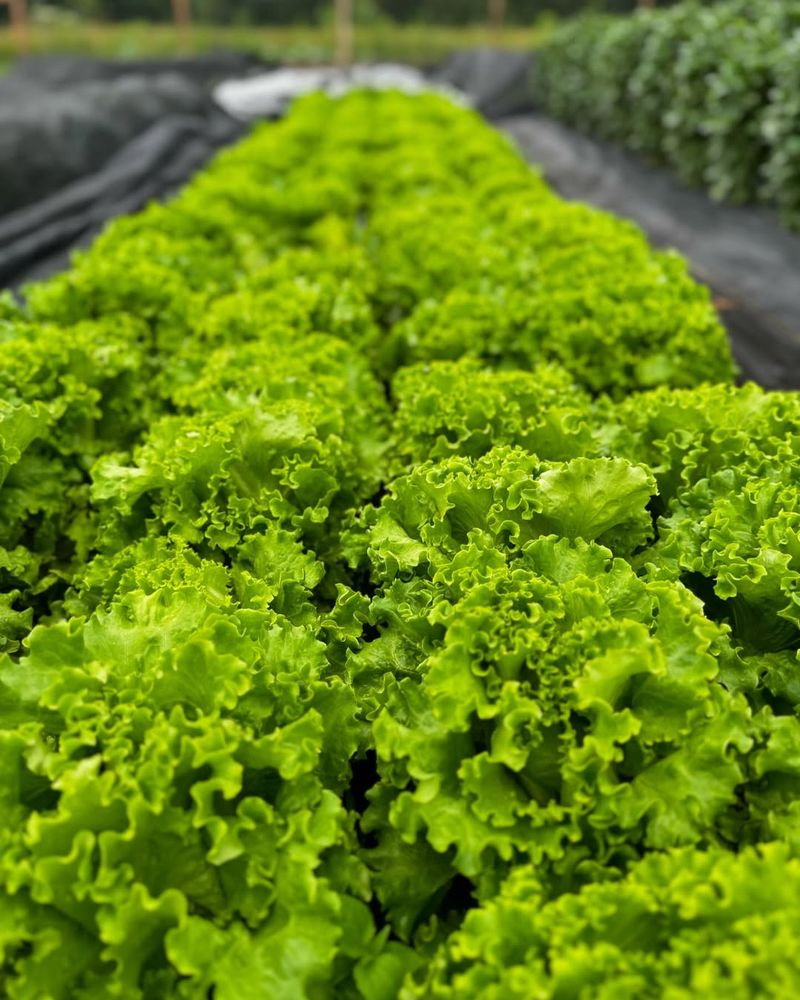 Lettuce With Tall Flowers