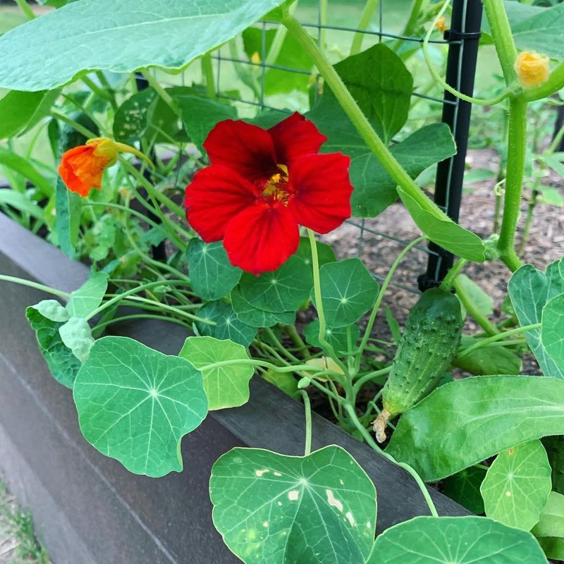 Cucumbers with Nasturtiums and Dill