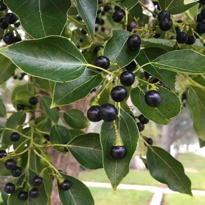 Camphor Tree (Cinnamomum Camphora)
