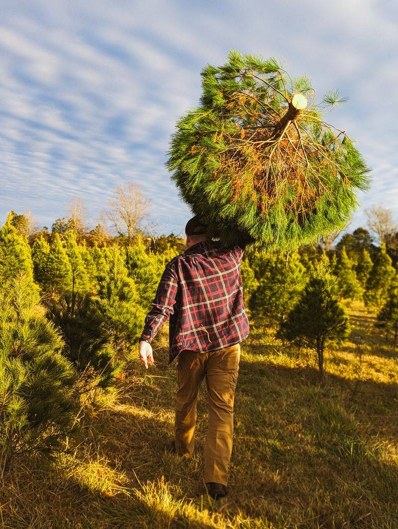 Evergreen Valley Christmas Tree Farm