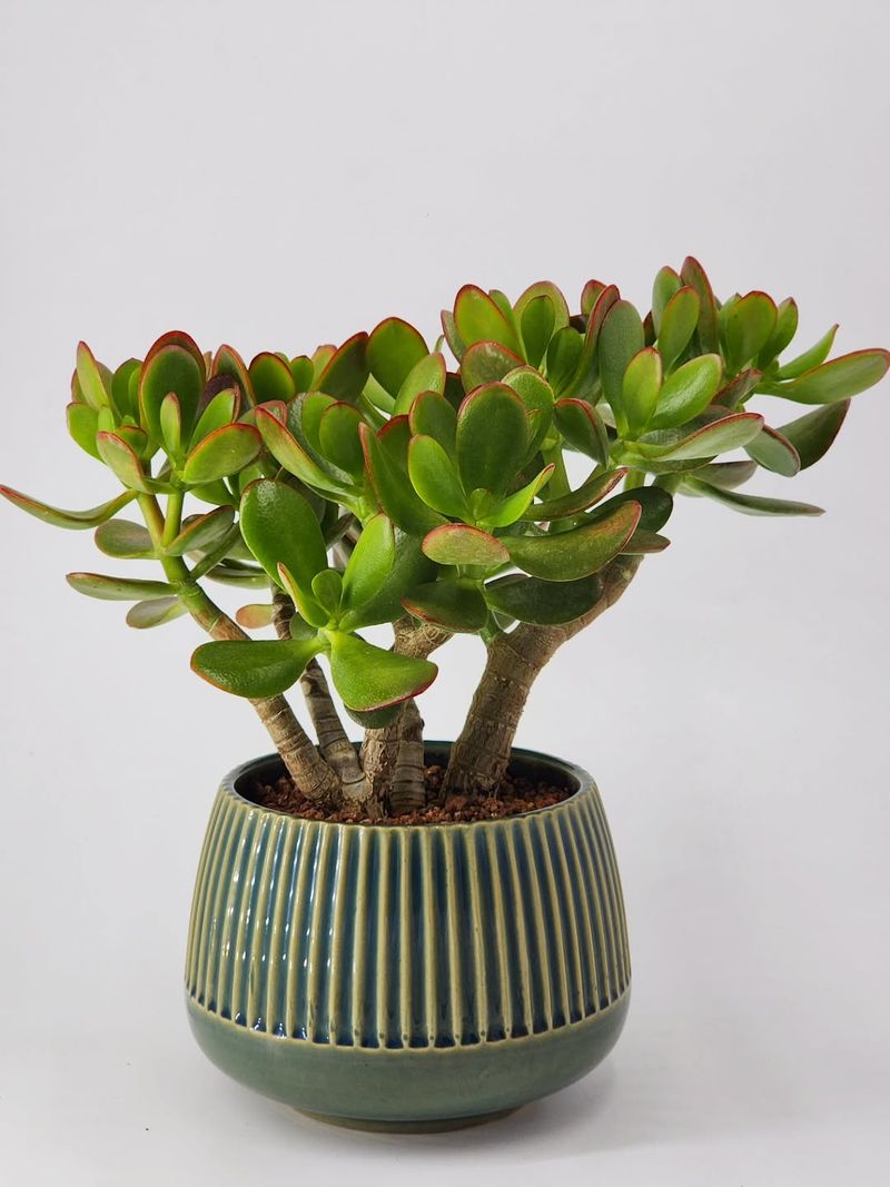 Jade Plant
