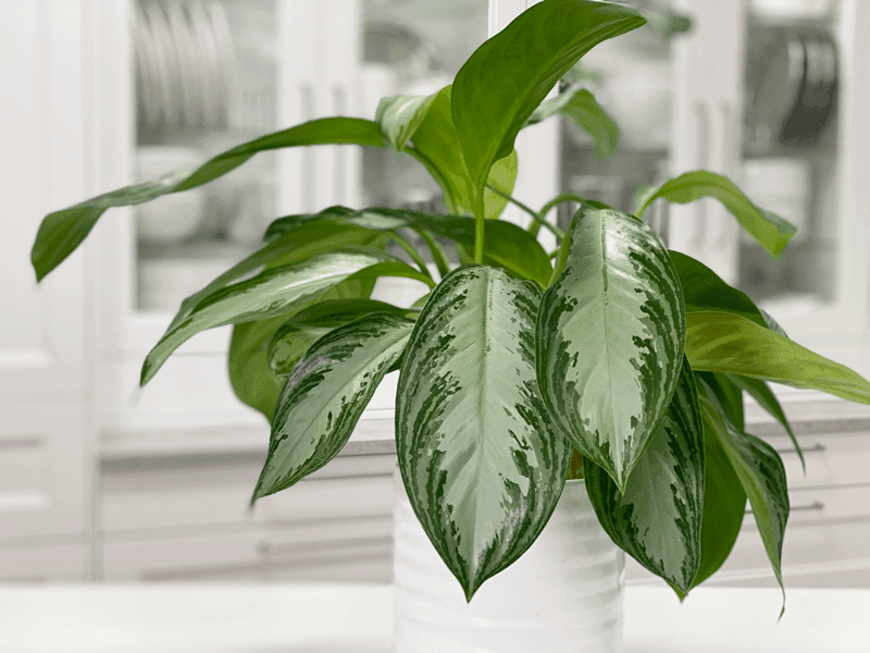 Chinese Evergreen (Aglaonema Species)