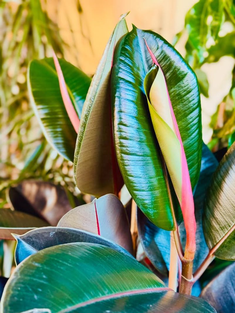 Rubber Plant (Ficus elastica)