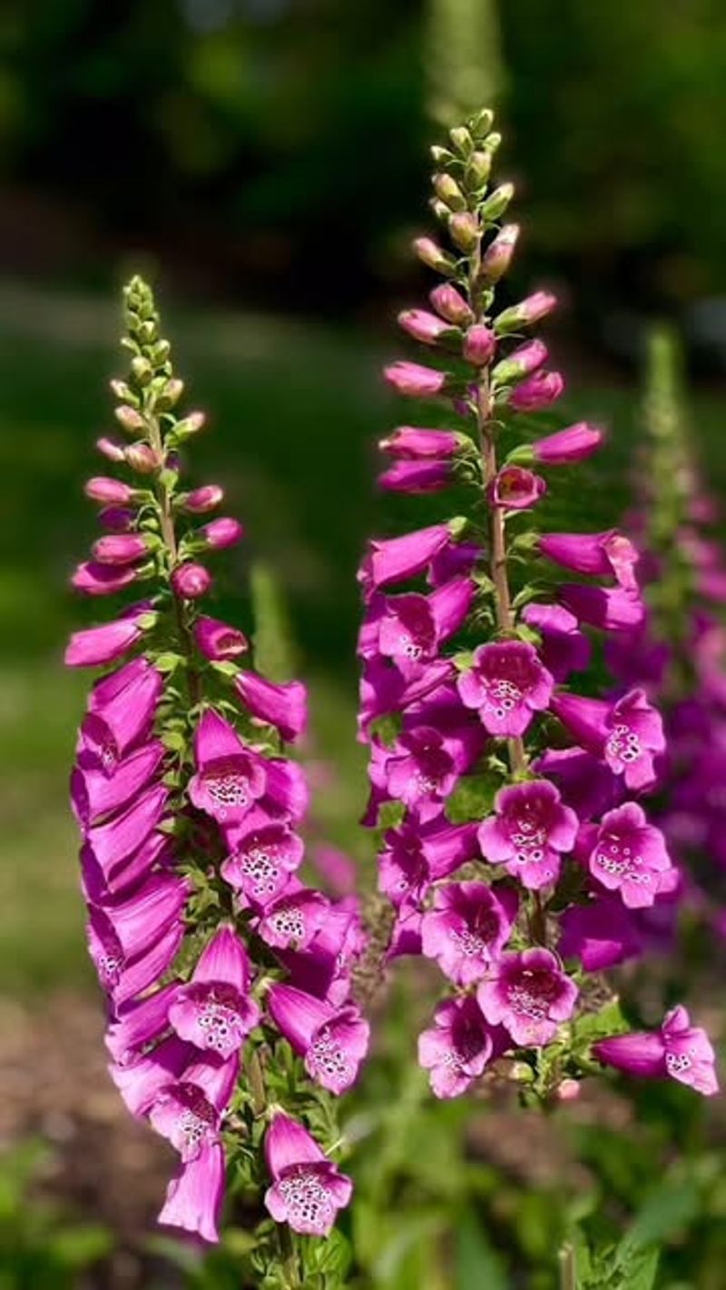 Foxglove