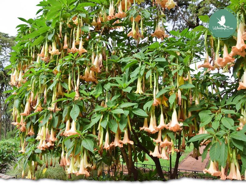 Angel's Trumpet Tree