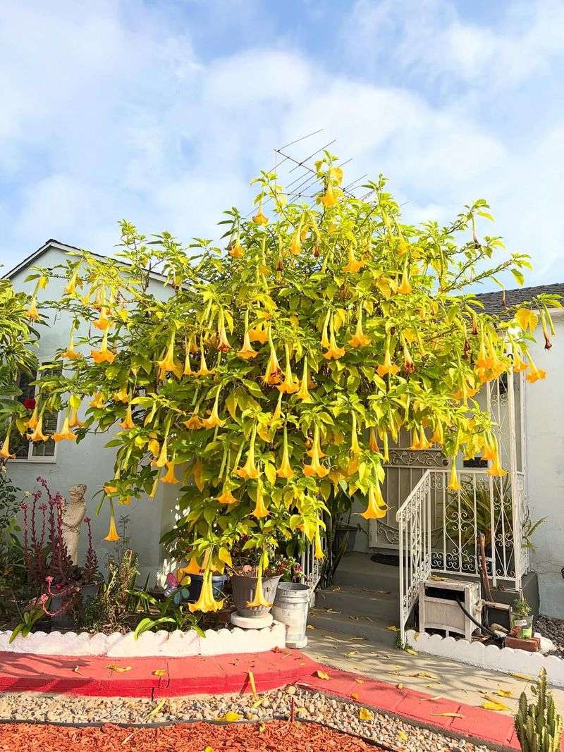 Angel's Trumpet (Brugmansia Species)