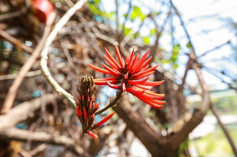 Coral Tree (Erythrina)