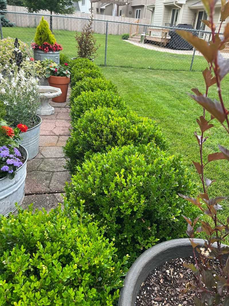 Dwarf Boxwood (Buxus sempervirens)