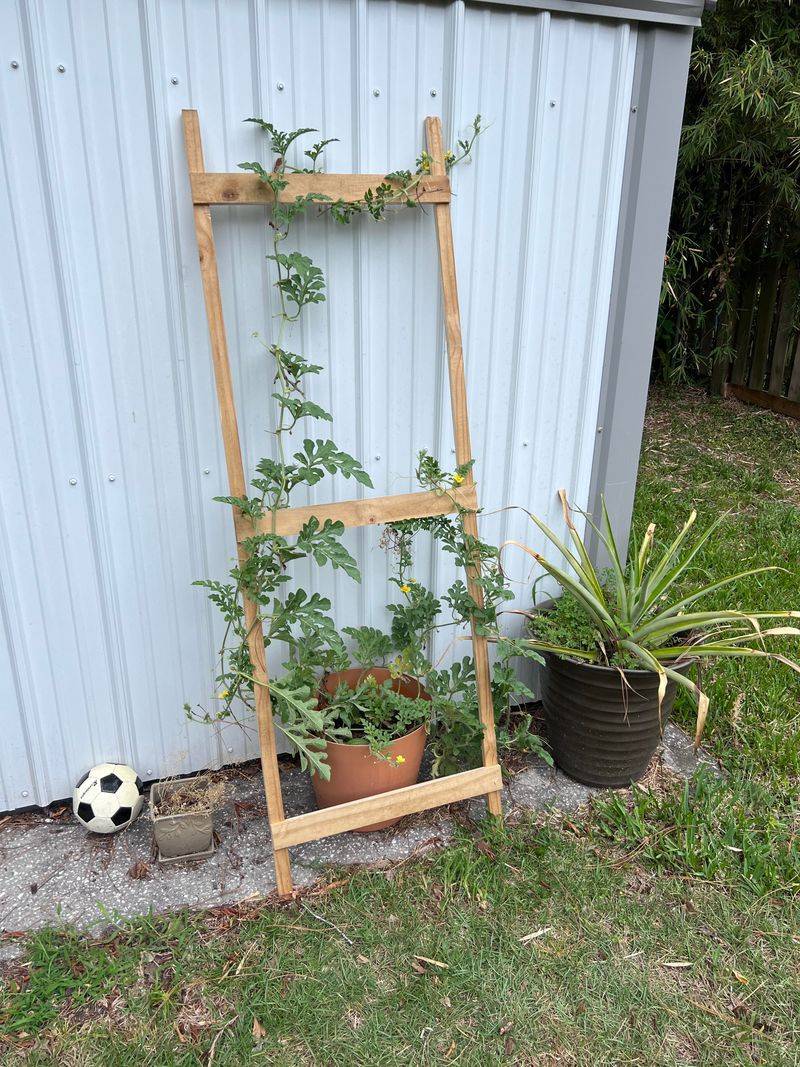 Ladder Trellis Against Walls