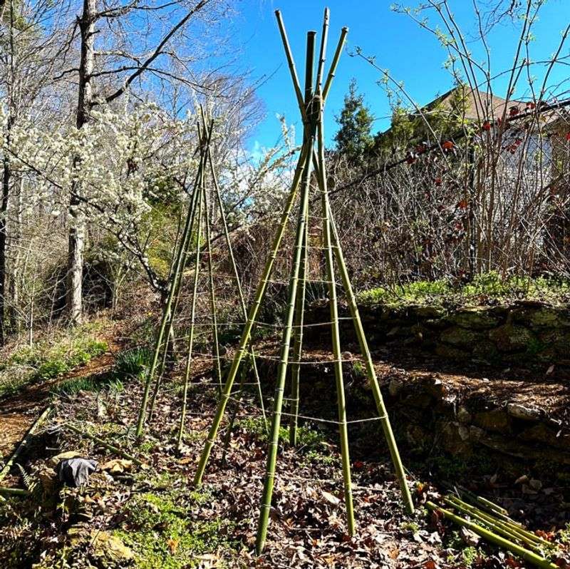 Bamboo Teepee Structures For Peas