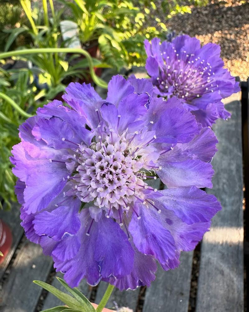 Scabiosa (Pincushion Flower)
