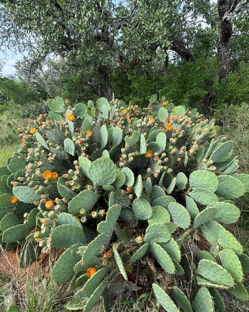Prickly Pear Cactus