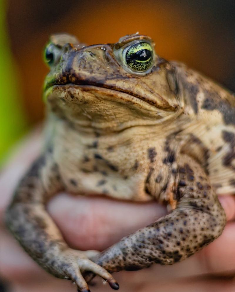 Poisonous Toads (Native Species)