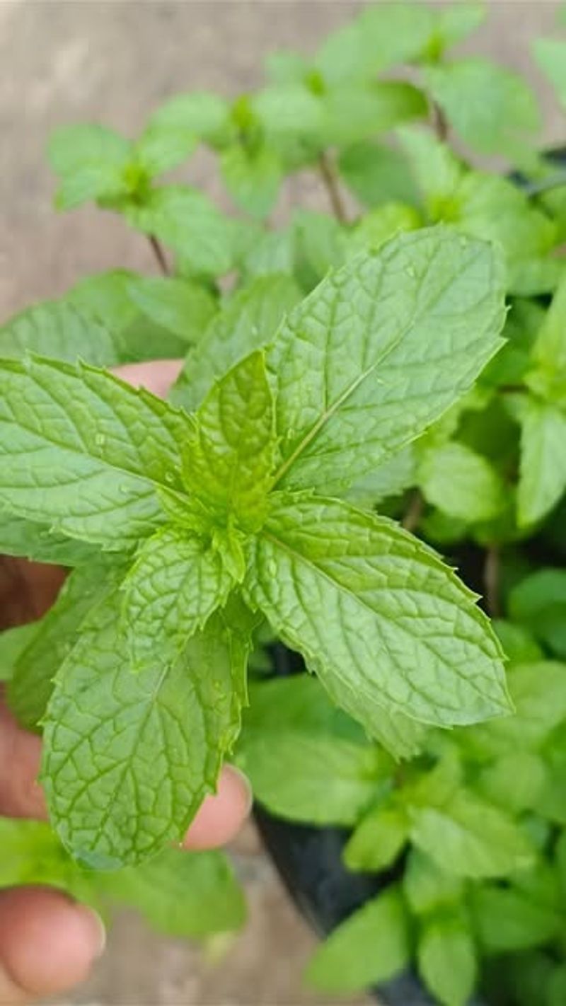 Mint (Planted Directly In The Ground)