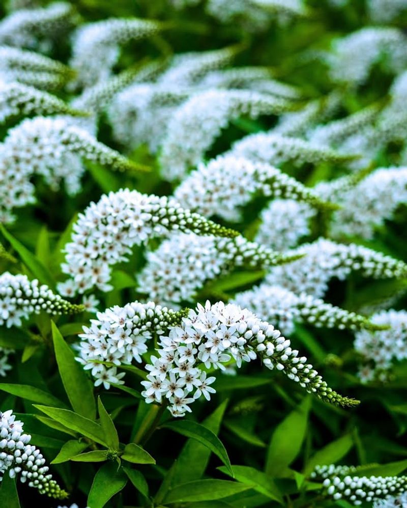 Gooseneck Loosestrife (Lysimachia Clethroides)