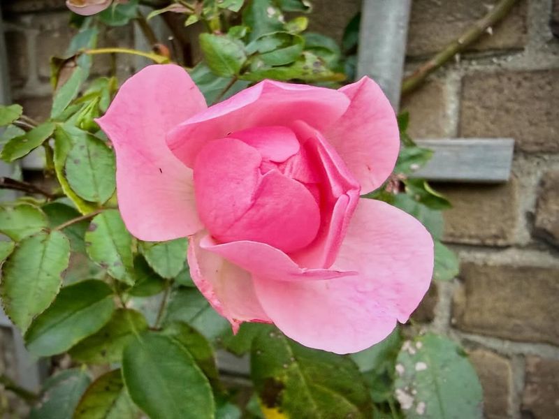 Obedient Plant (Physostegia virginiana)