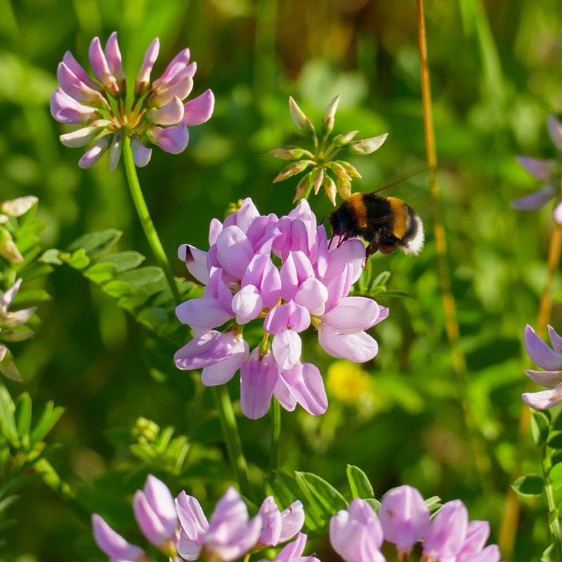 Crown Vetch