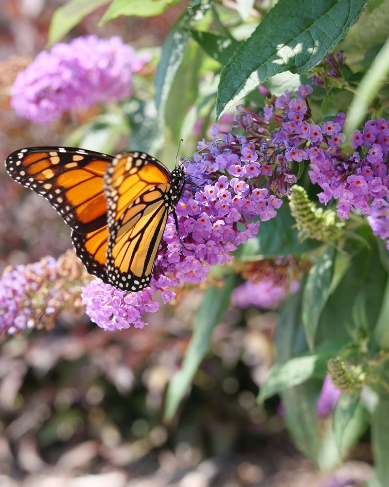 Butterfly Bush Attracts Joy Through Wildlife