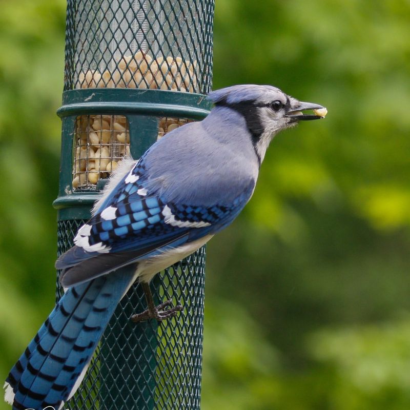 Smarter Food Storage And Memory Skills