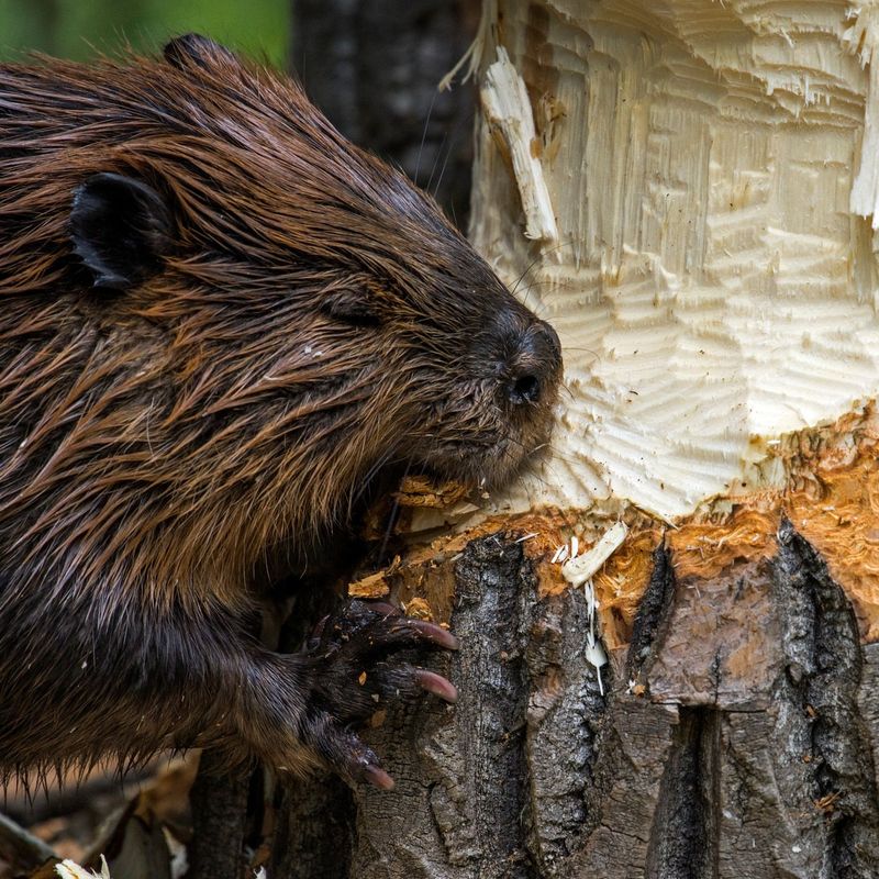 Fresh Wood Chips Scattered On The Ground