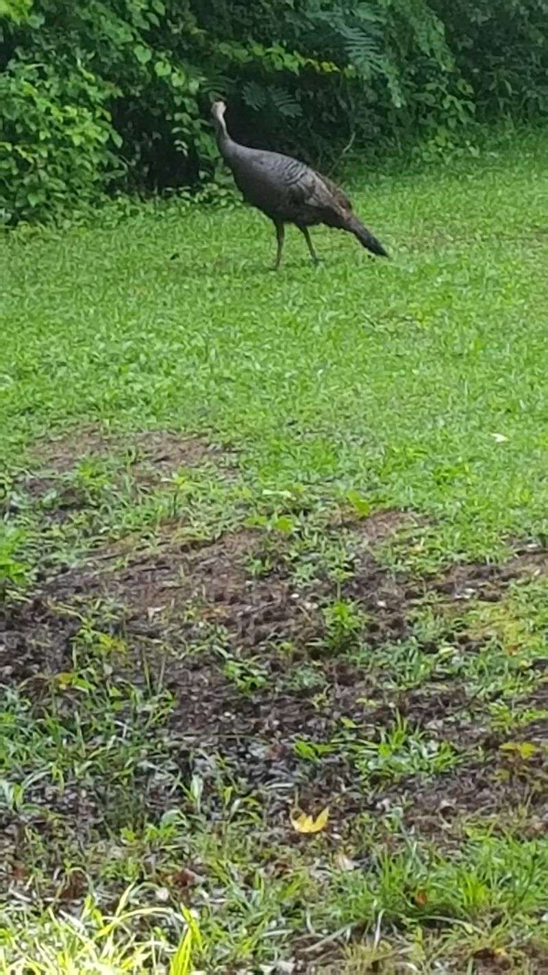 Henry County Southern Crescent Development