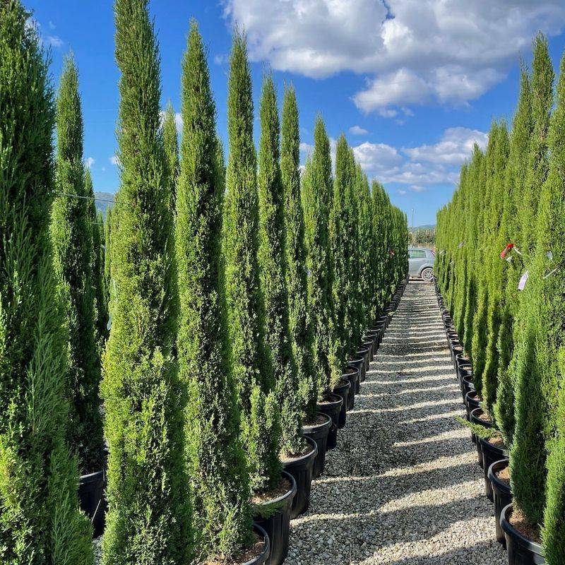 Italian Cypress