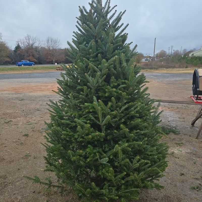 Look for Free or Cheap Trees on Community Apps