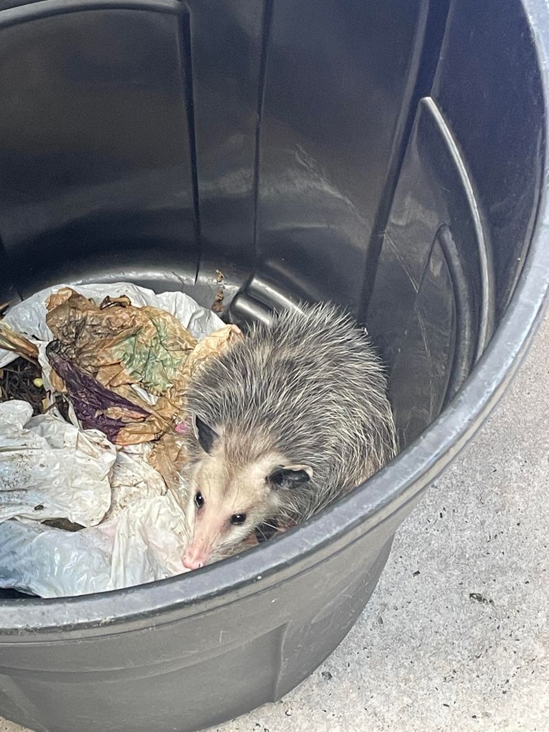 Remove Outdoor Food Sources Temporarily