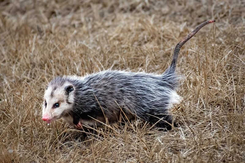 Appreciate Their Pest Control Services