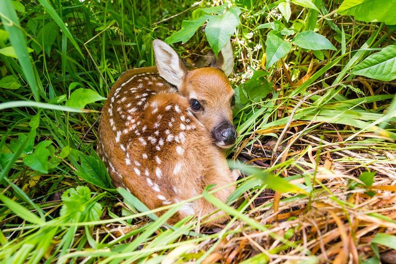 Report Sick Or Injured Deer To Wildlife Authorities